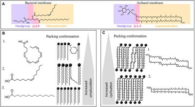 Microbial membrane lipid adaptations to high hydrostatic pressure in the marine environment